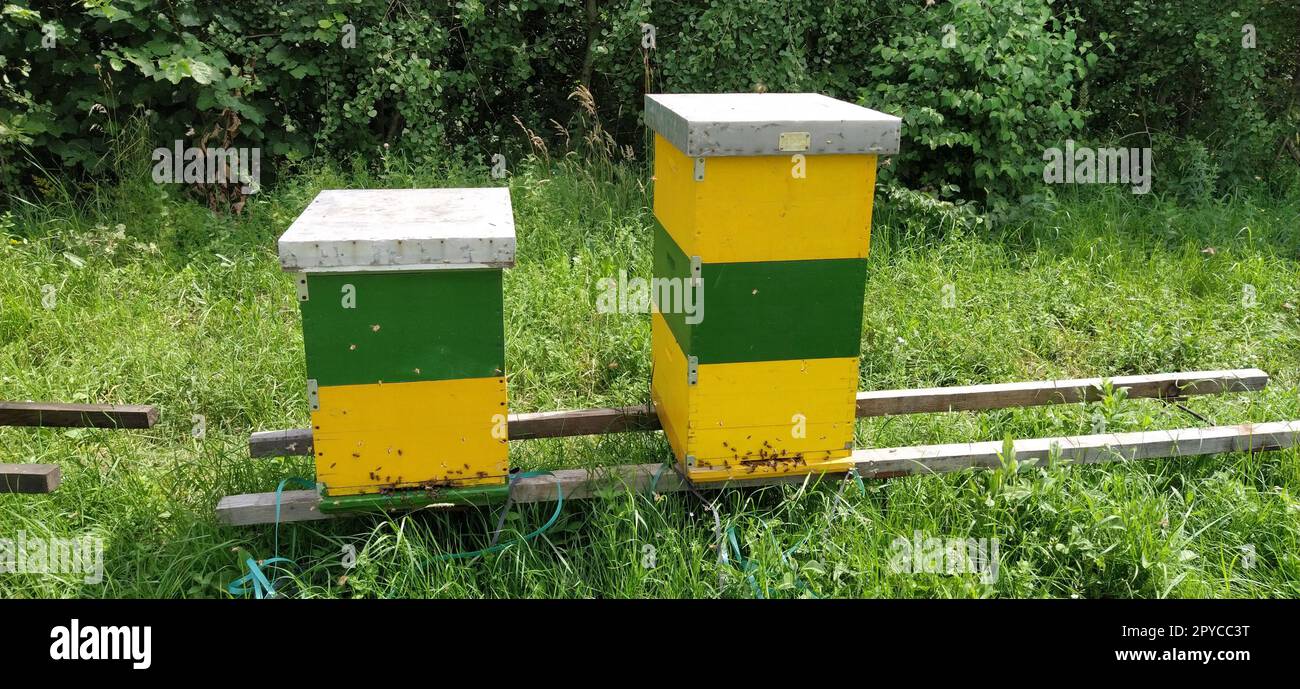 Alveari con api. Apicoltura. Gli alveari sono immersi nella natura e sono dipinti di giallo, verde e blu. Le piante sono piante di miele. Apiario in Serbia. Le api raccolgono il nettare di fiori e lo trasformano in miele Foto Stock