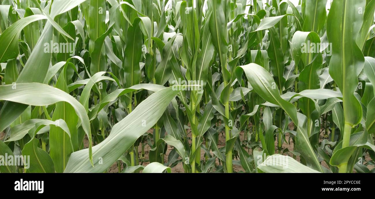 primo piano delle piante di mais. Campo con mais in crescita. Concetto agricolo. Agricoltura e produzione di colture. Agroalimentare Foto Stock