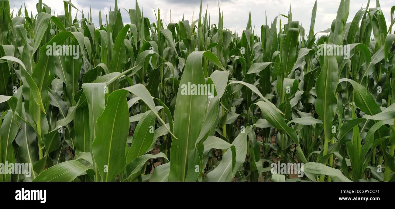 piante di mais. Campo con mais in crescita. Concetto agricolo. Agricoltura e produzione di colture. Agroalimentare Foto Stock