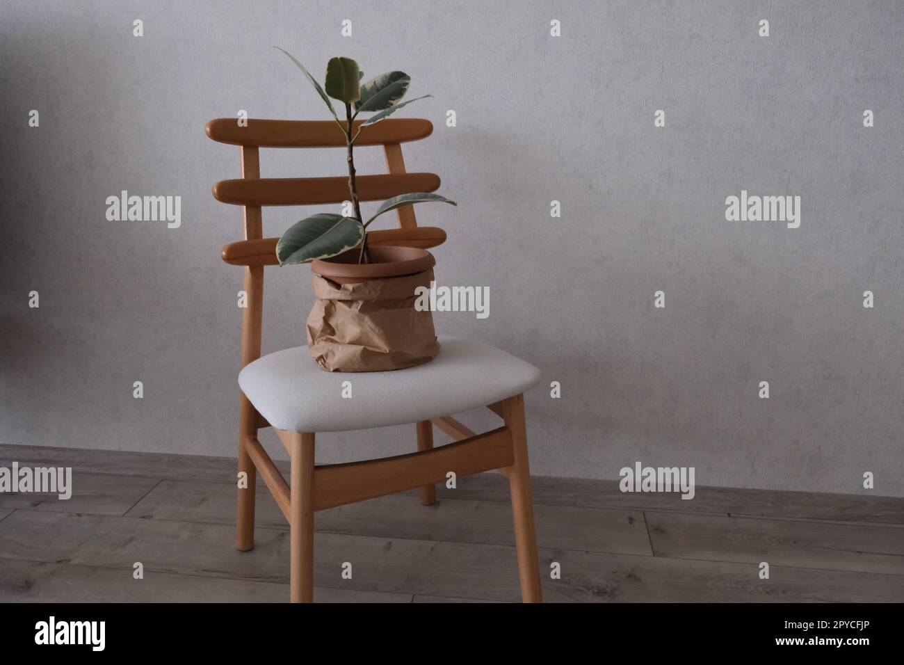 Pianta di gomma, pianta di Ficus in una pentola coperta con sacchetto di carta su una sedia bianca di legno, Ficus elastica o pianta di gomma. Foto Stock