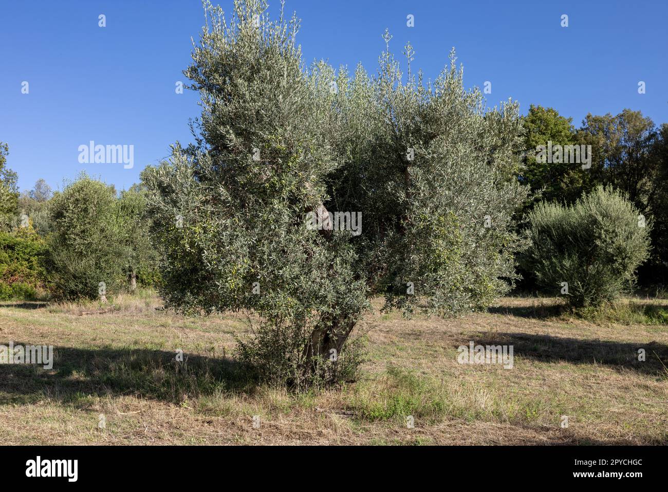 Vecchi oliveti su una collina a Montemassi. Italia Foto Stock