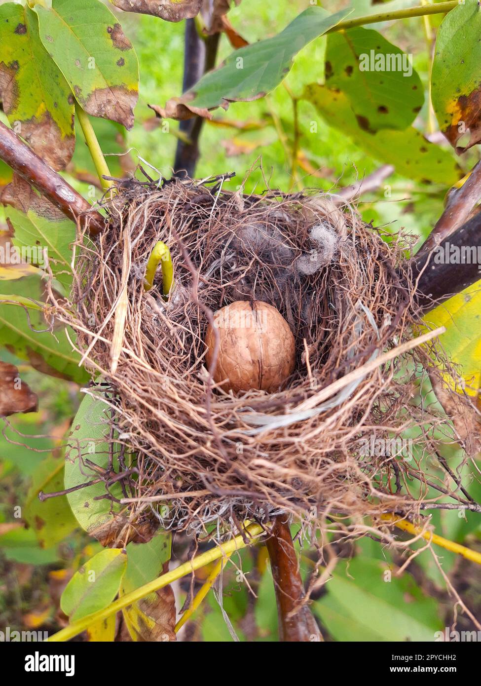 Noce nel nido di un uccello su un albero Foto Stock