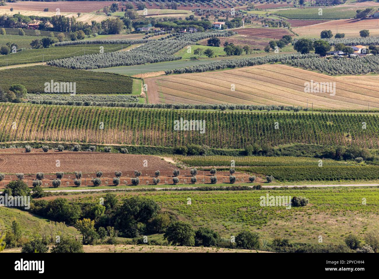 Terreni agricoli e oliveti intorno a Montemassi in provincia di Grosseto. Italia Foto Stock