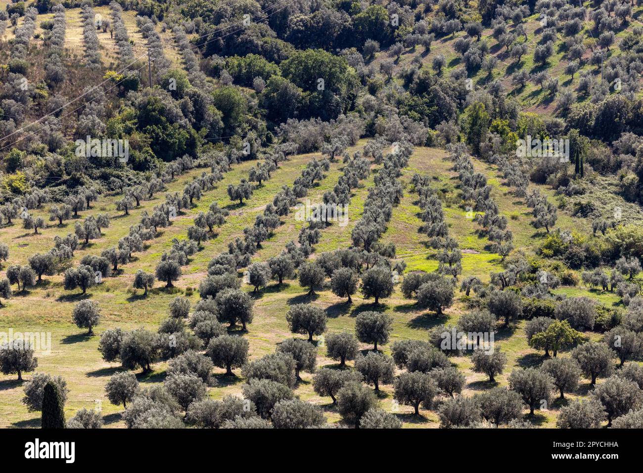 Terreni agricoli e oliveti intorno a Montemassi in provincia di Grosseto. Italia Foto Stock