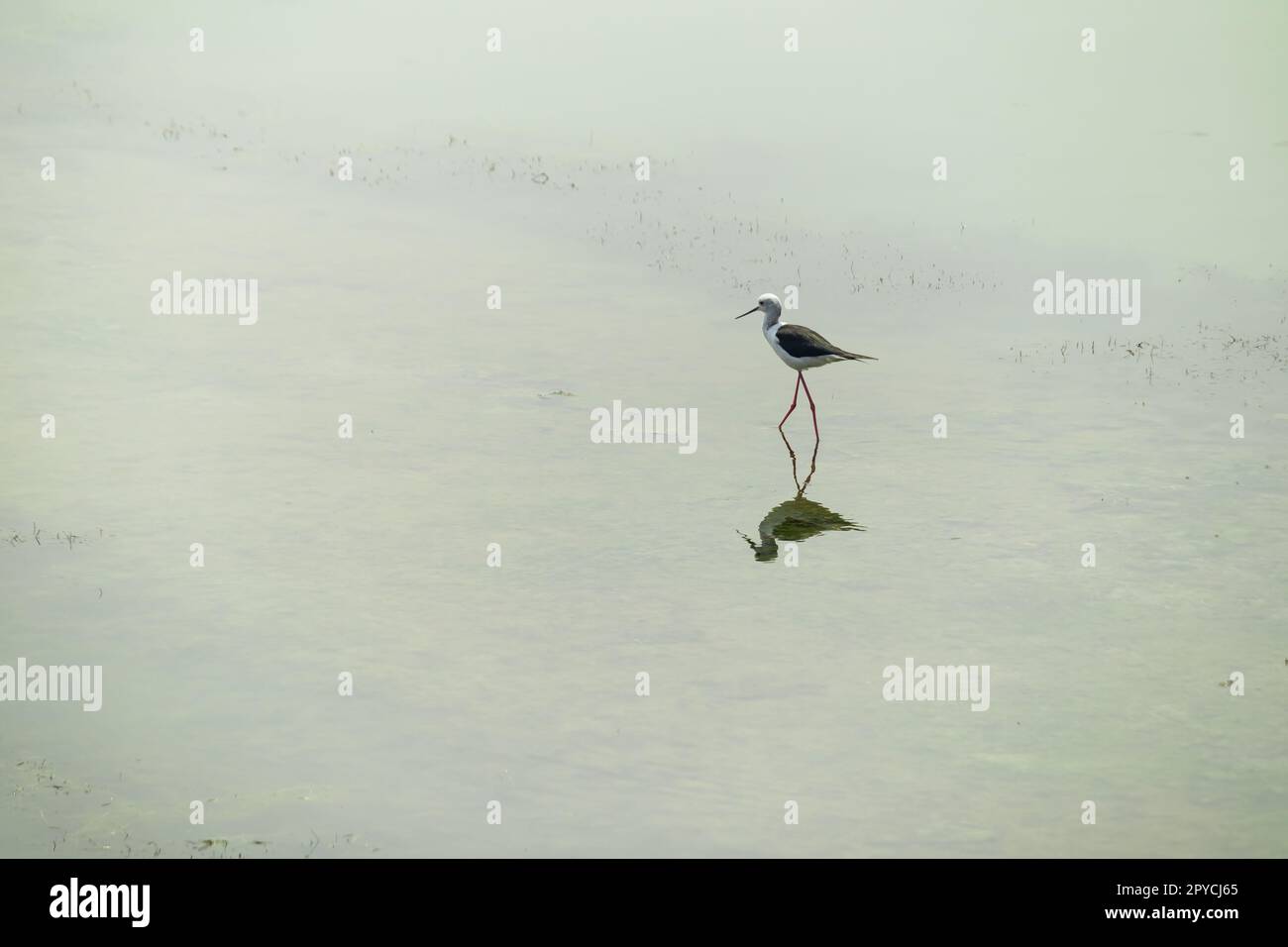 Palafitte con alette nere o uccelli con palafitte pied che camminano su un corpo d'acqua poco profondo o sul lago in cerca di cibo. Questi piccoli uccelli migratori hanno lunghe gambe rosa e whi Foto Stock