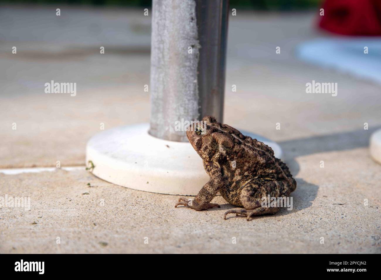 American Toad per adulti su fondo piscina in cemento grigio chiaro Foto Stock