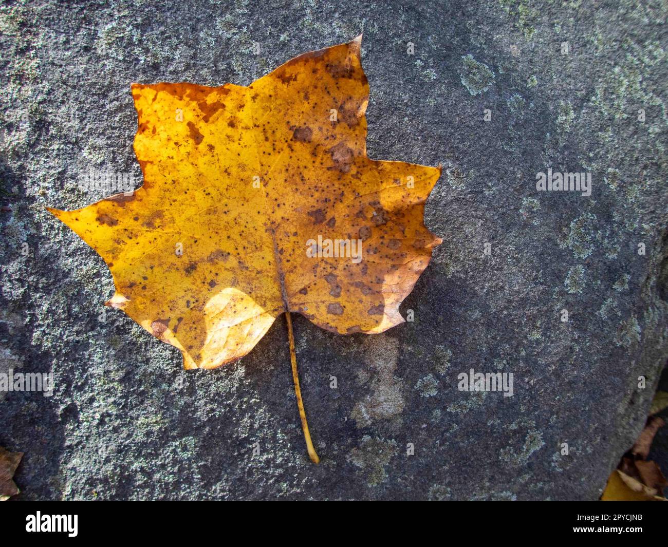 Foglie di tulipano gialle autunnali fuori centro su roccia grigia con spazio per la copia Foto Stock