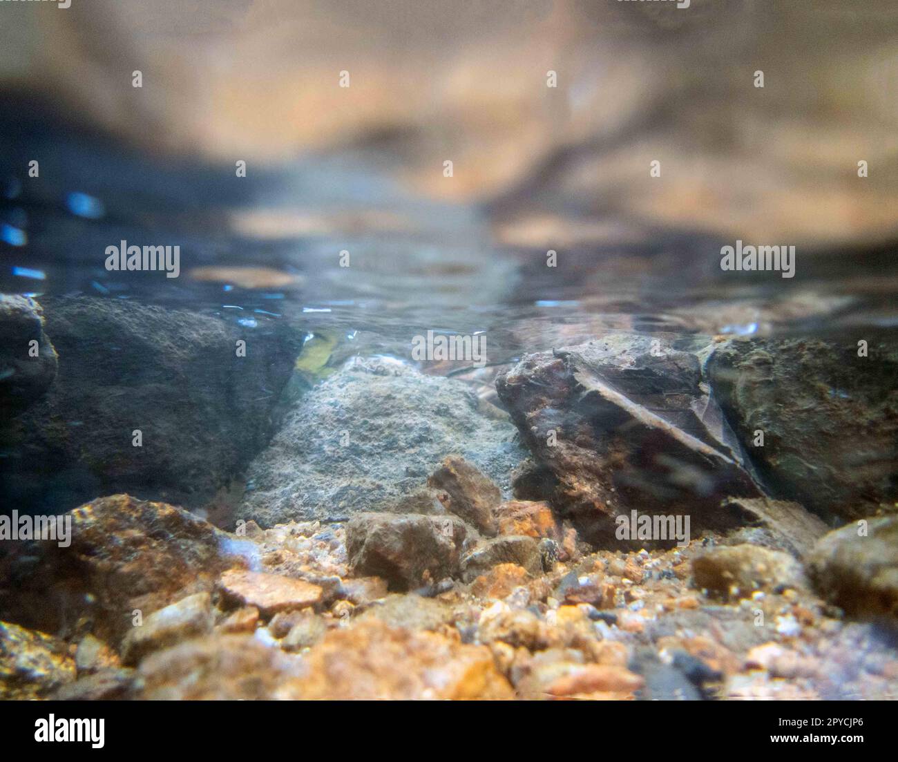Scena subacquea dai colori vivaci di un flusso pulito della Pennsylvania Foto Stock