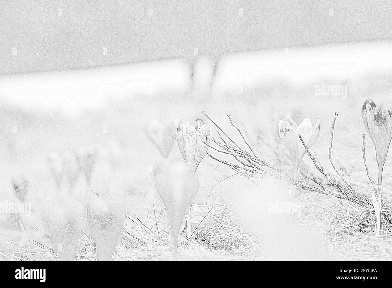 Fiori di croco all'inizio della primavera con neve dietro l'incisione schizzo disegnato a mano Foto Stock