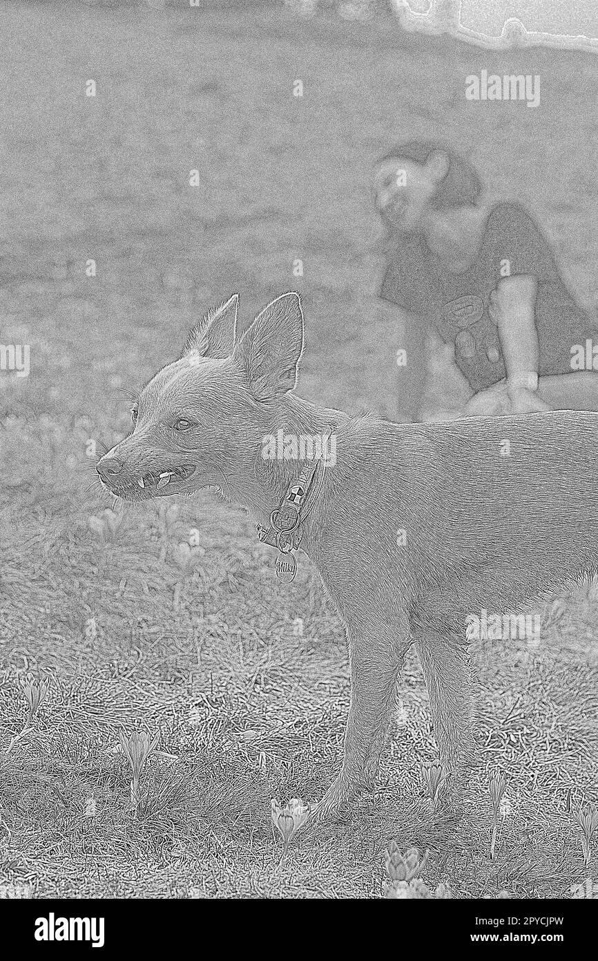 Cane Chihuahua con proprietario su prato di croco incisione disegno a mano Foto Stock