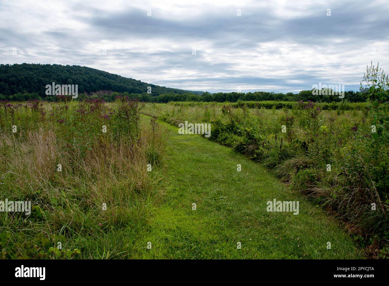 Taglia il percorso erboso attraverso prati di erba alta e fiori selvatici Foto Stock