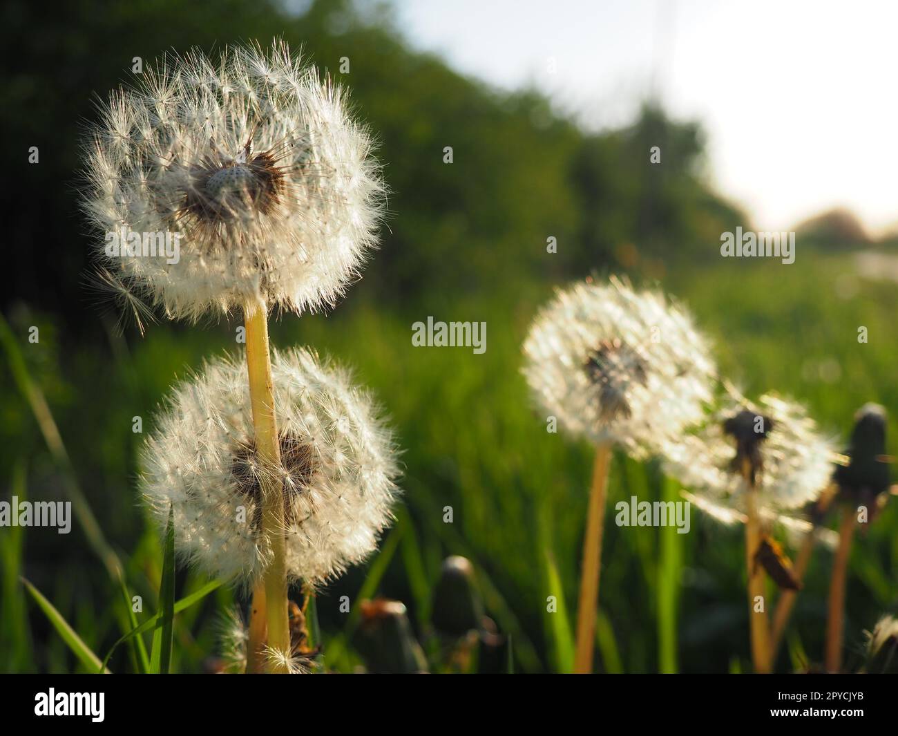 soffici dandelions bianchi. Diversi fiori. I dandelioni sono in fase di riproduzione. Controluce Foto Stock