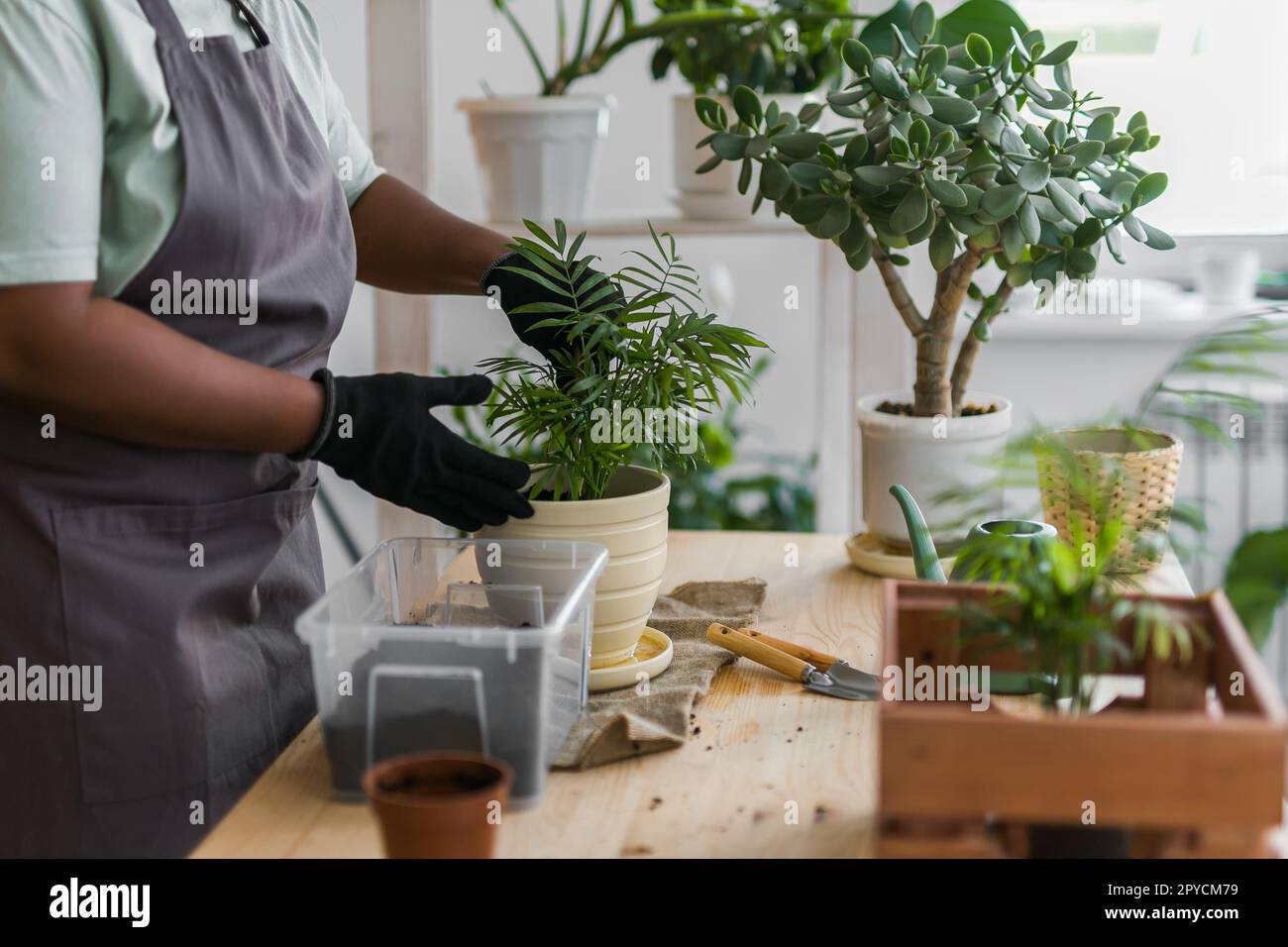 Donna afro-americana da vicino trapianto di piante in un nuovo giardinaggio domestico al coperto, hobby e tempo libero, coltivazione e cura di piante in vaso al coperto. Reimpianto della pianta verde in vaso per fiori. Foto Stock