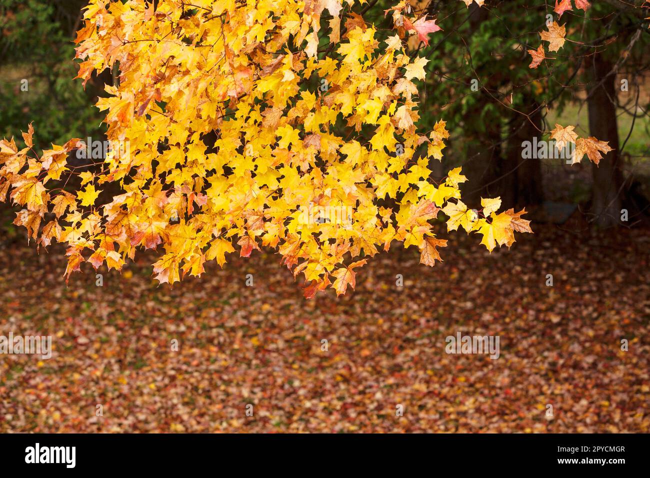 Foglie di autunno Foto Stock