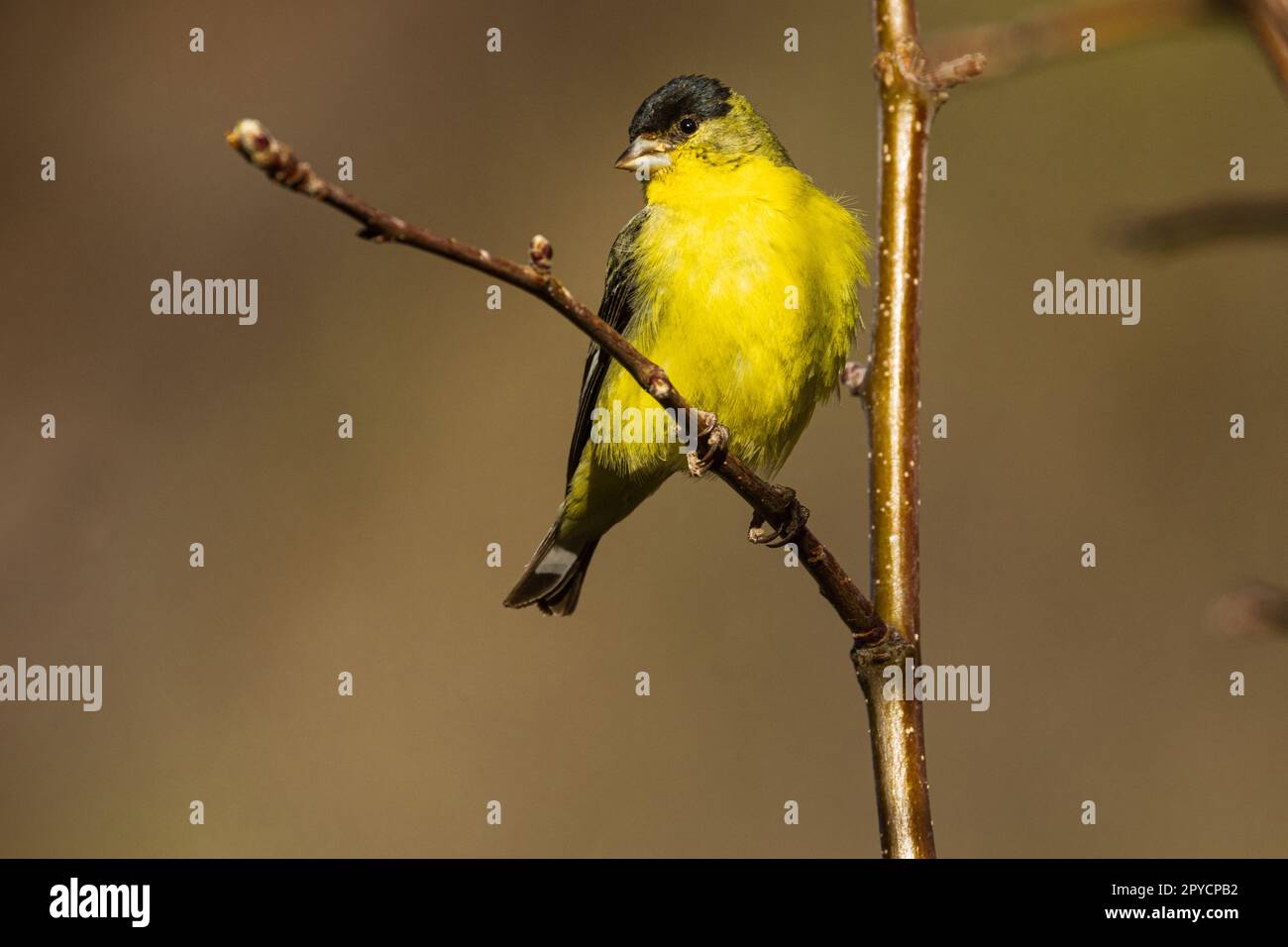 Adulto maschio minore Goldfinch (Spinus psaltria) in un albero - Lassen County California, USA Foto Stock
