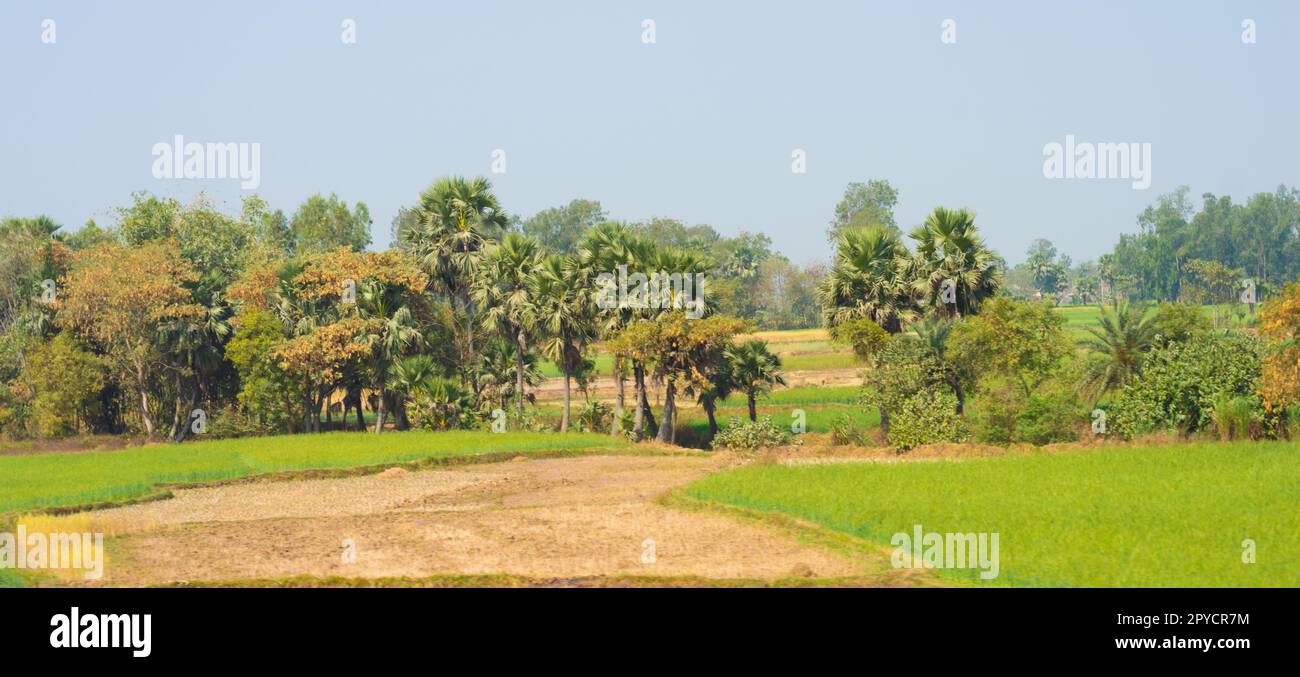 Alberi allineati in un campo agricolo vista panoramica. Paesaggio rurale indiano. Bengala Occidentale India Sud Asia Pacifico Foto Stock