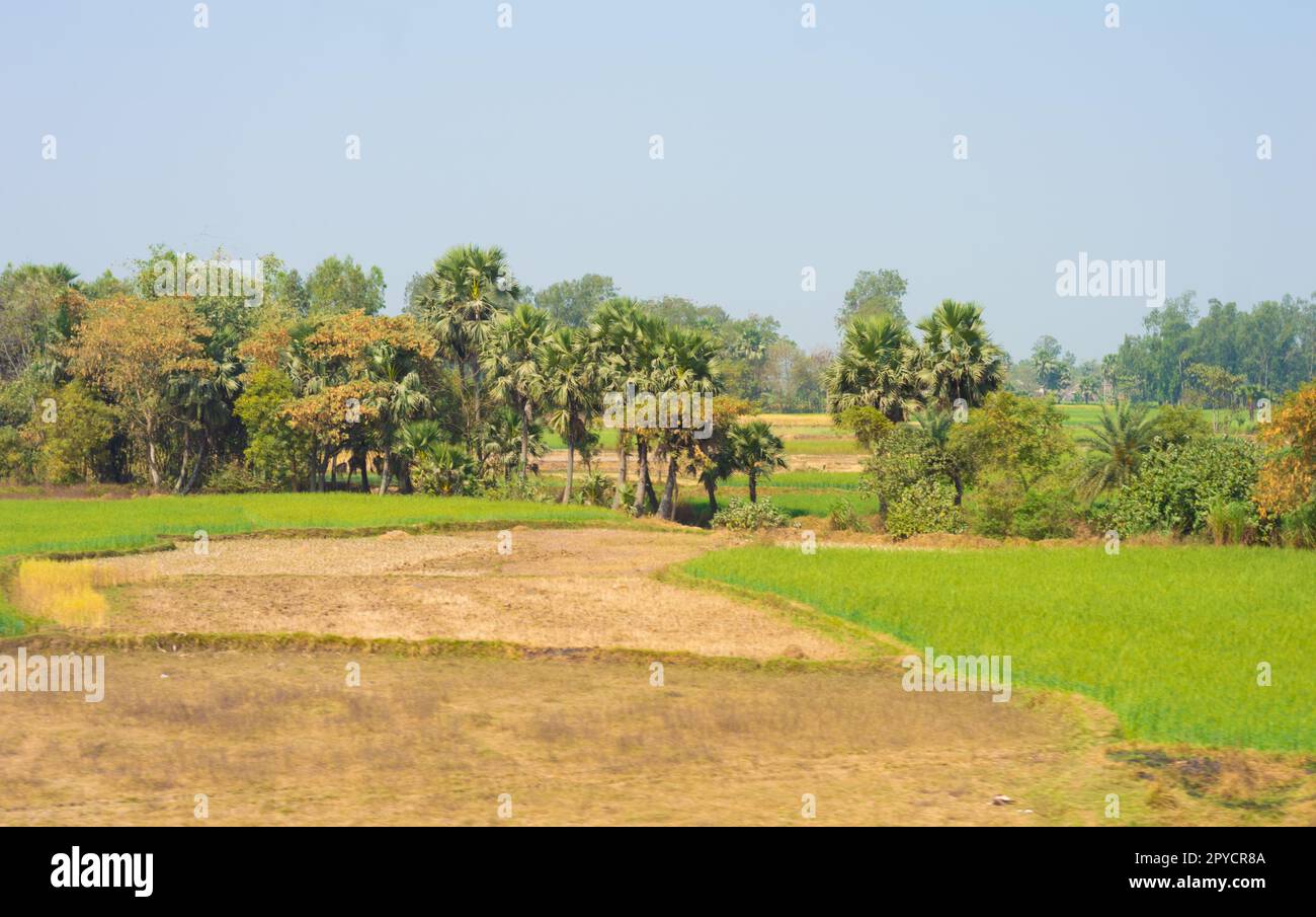 Un villave a distanza con campo agricolo in primo piano e sfondo blu del cielo. Paesaggio panoramico. Bengala Occidentale India Asia meridionale Pacifico Foto Stock
