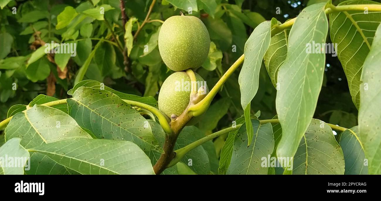 maturazione delle noci su un ramo. Due noci in pelle verde. Albero di noce. Raccolto. Foto Stock