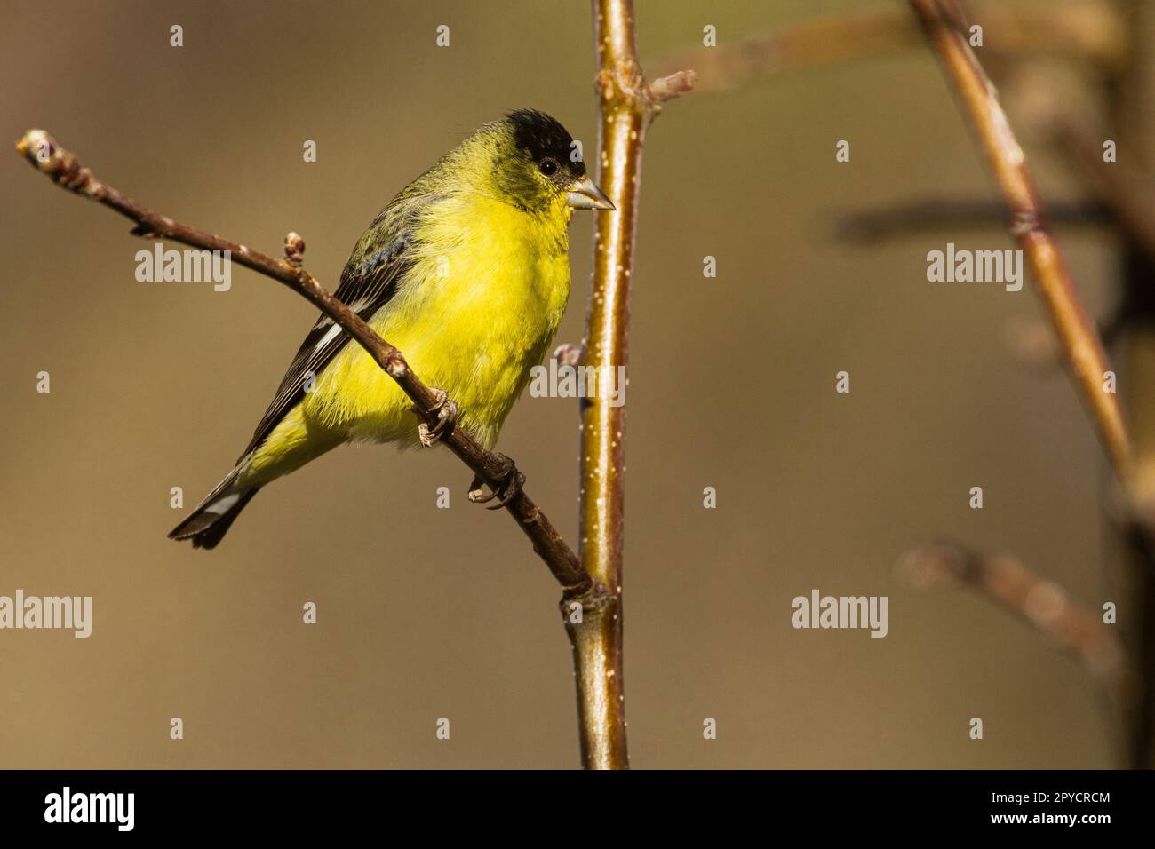 Adulto maschio minore Goldfinch (Spinus psaltria) in un albero - Lassen County California, USA Foto Stock