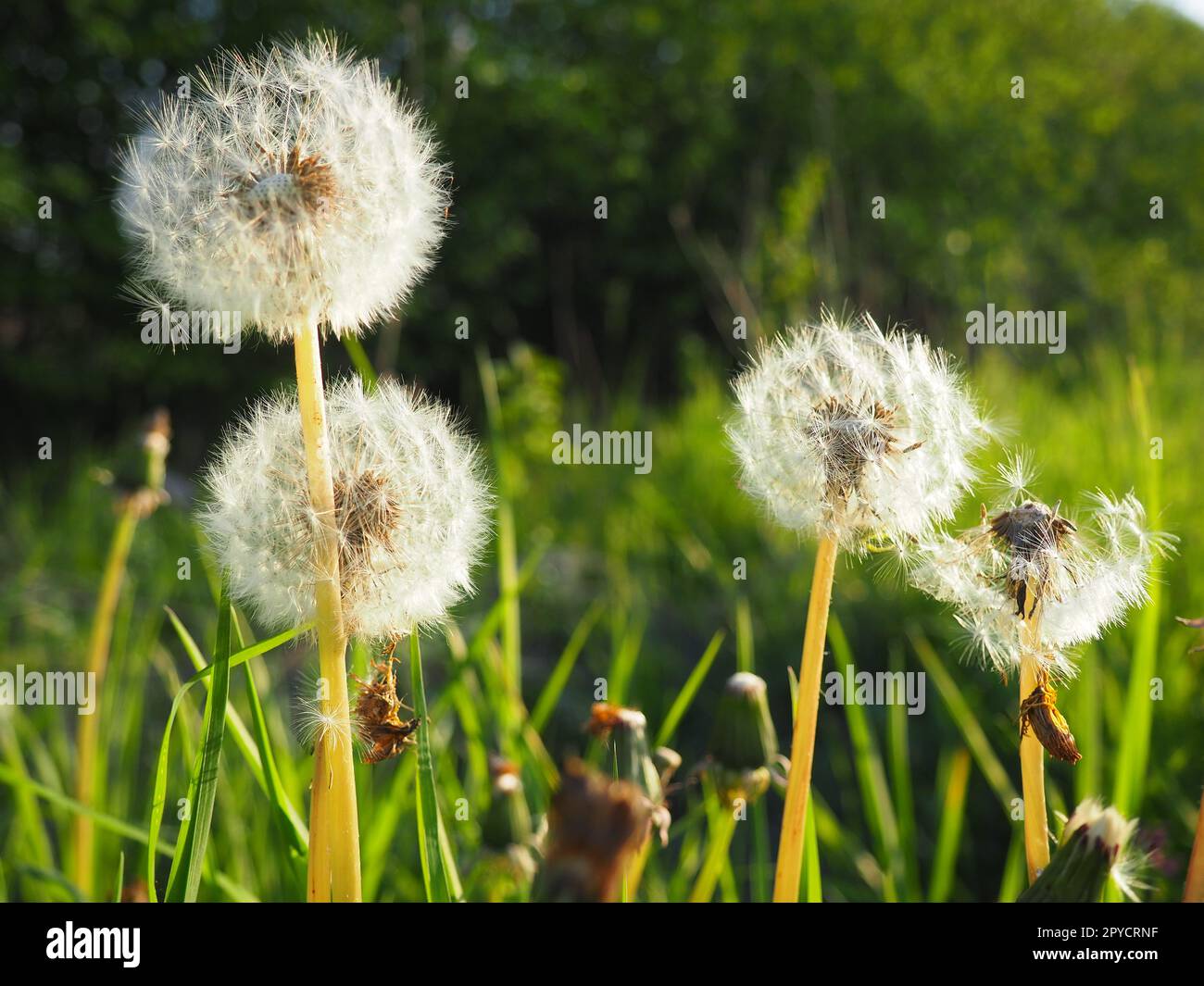 soffici dandelions bianchi. Diversi fiori. I dandelioni sono in fase di riproduzione. Controluce Foto Stock