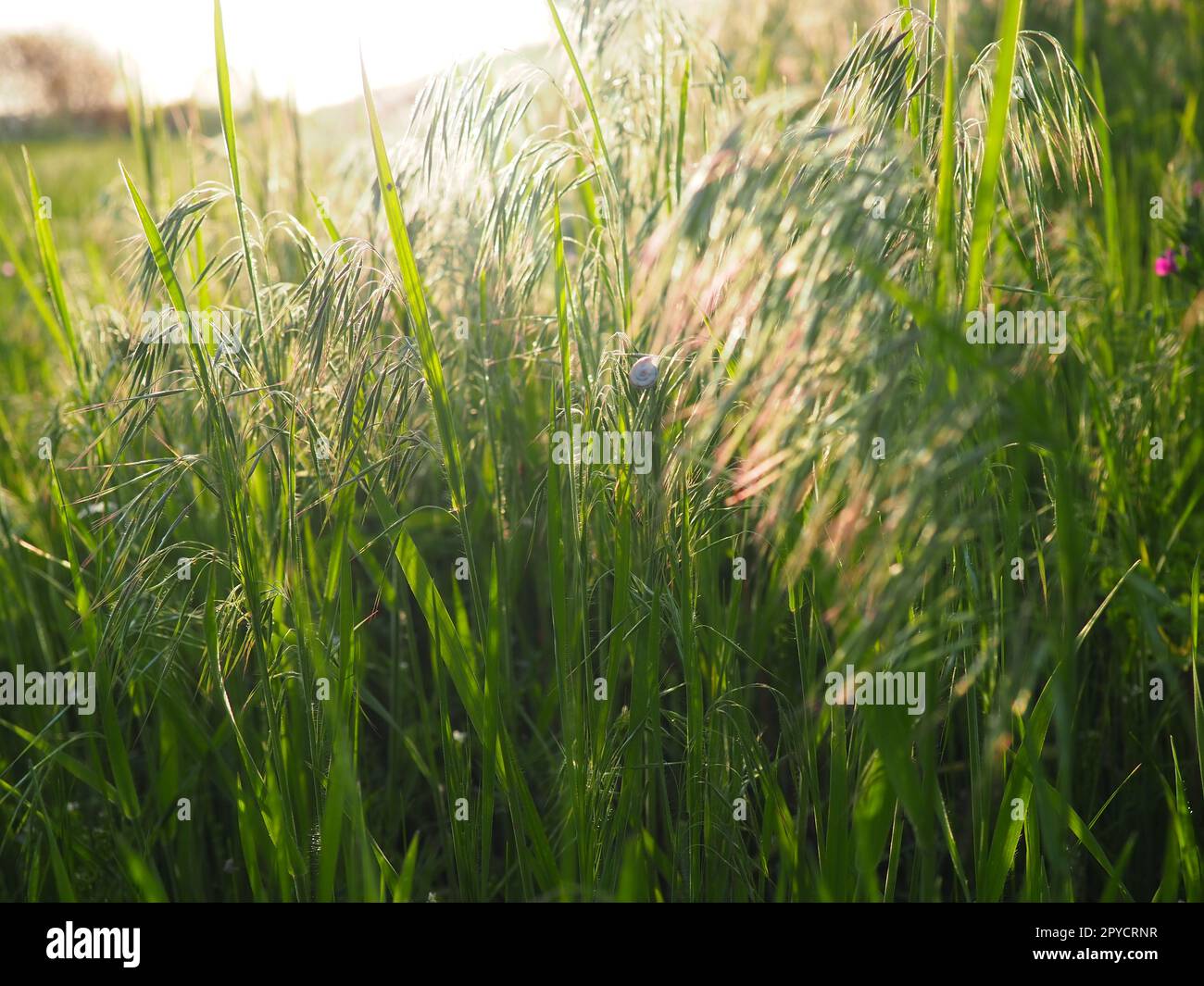 Vista spettacolare della verde campagna e dei campi coltivati. Europa. Concetto di ecologia. Sfondo fotografico. Schema naturale astratto. La bellezza della terra Foto Stock