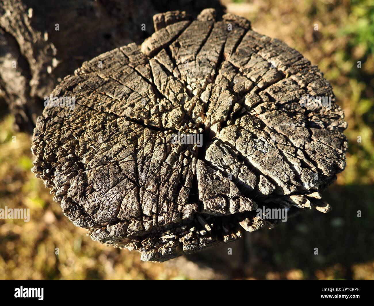 Sfondo tagliato in legno. Una vecchia sega tagliata su un albero appassito. Primo piano, legno grigio. Raccolta di legna da ardere da legna da alberi da frutto Foto Stock