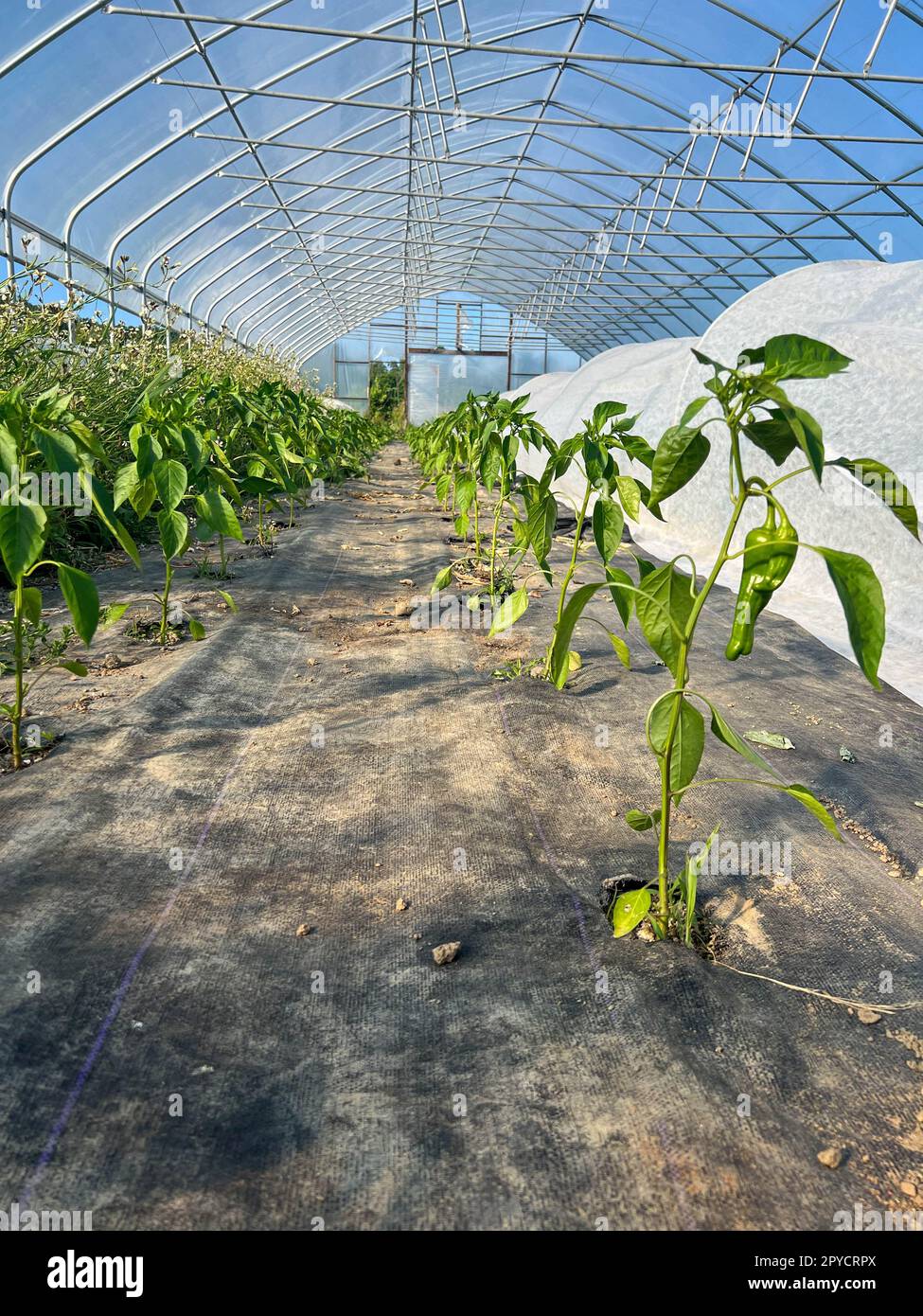 Interno della serra vegetale biologica con piante di pepe verde Foto Stock