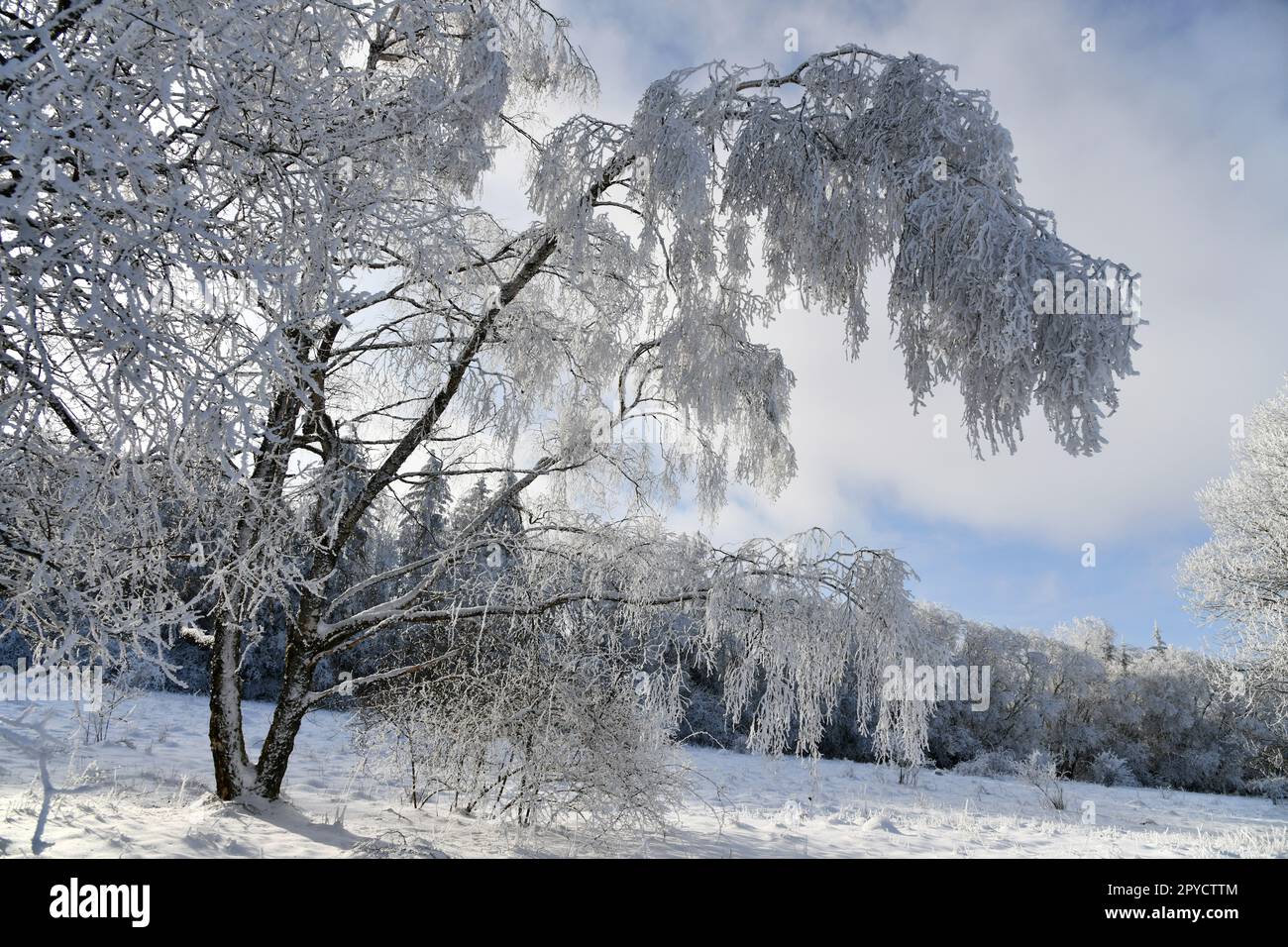 splendido paesaggio invernale con il sole Foto Stock