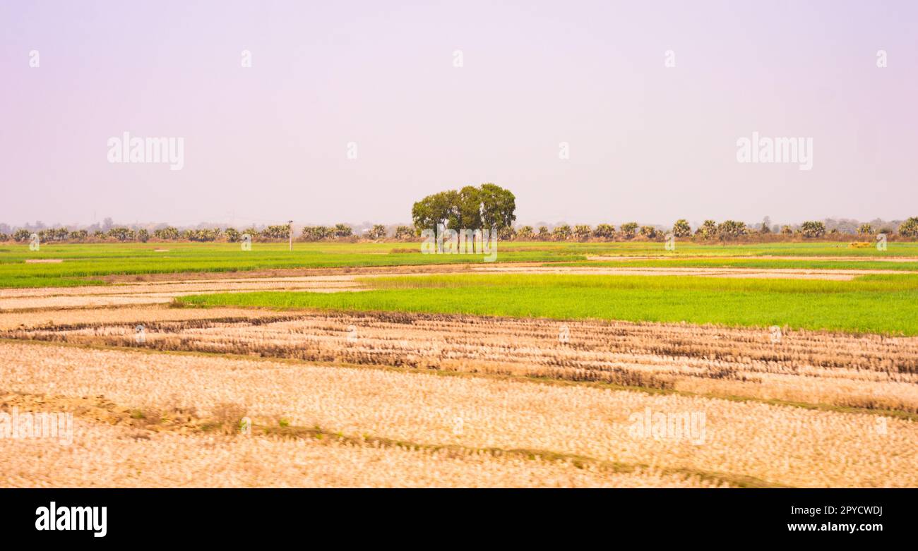 Un albero su un campo agricolo a distanza su sfondo cielo blu. Paesaggio panoramico. Bengala Occidentale India Sud Asia Pacifico Foto Stock