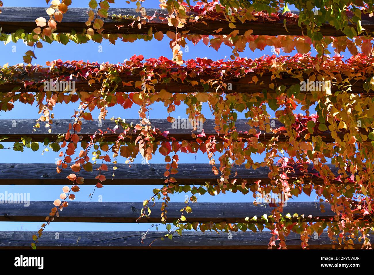 Vite vergine a tre punte con splendidi colori autunnali Foto Stock