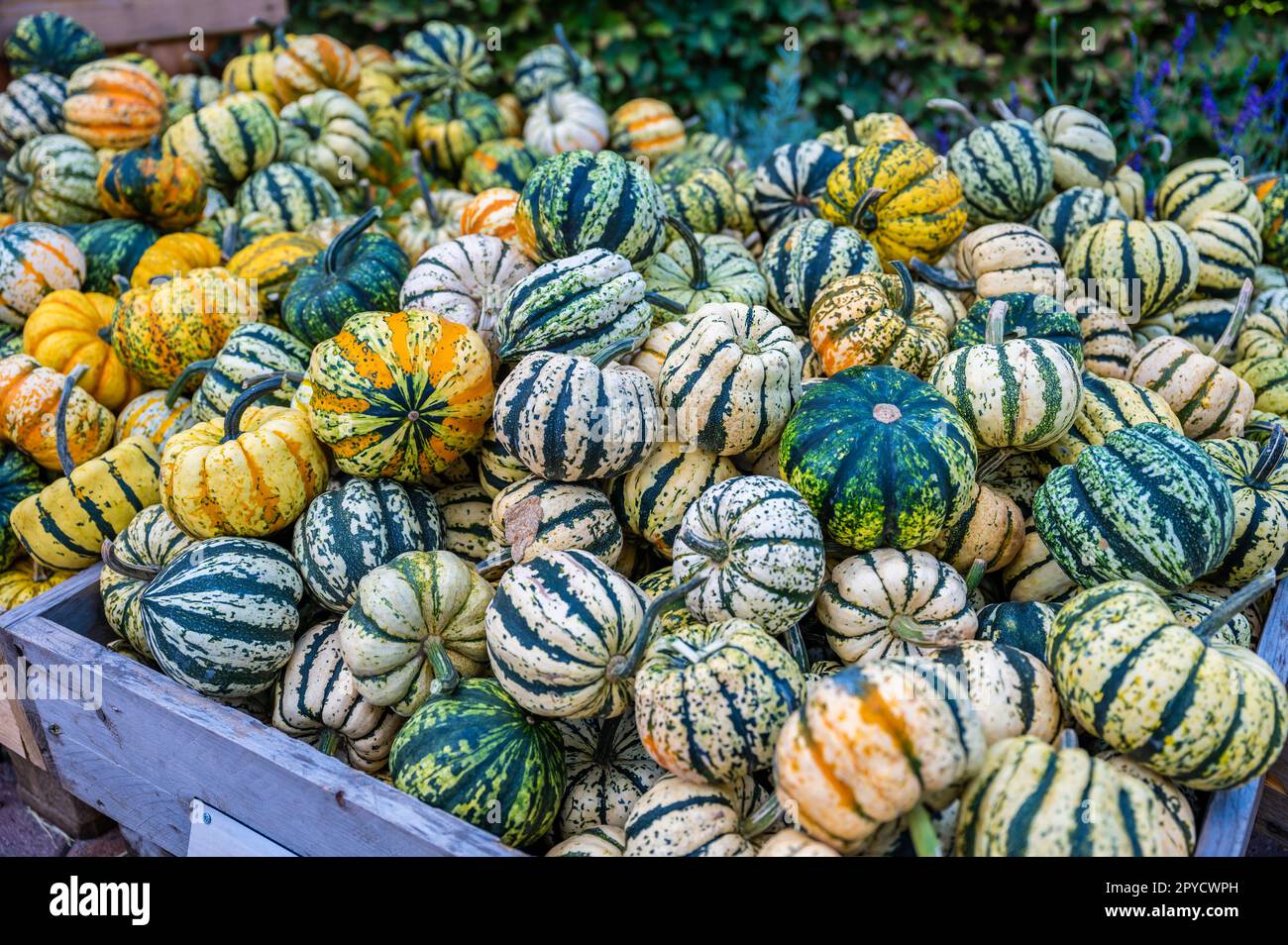 Piccole zucche ornamentali di zucca a strisce rotonde in un cesto di legno in una fattoria in vendita durante il giorno di ringraziamento di ottobre Halloween in vendita, primo piano Foto Stock