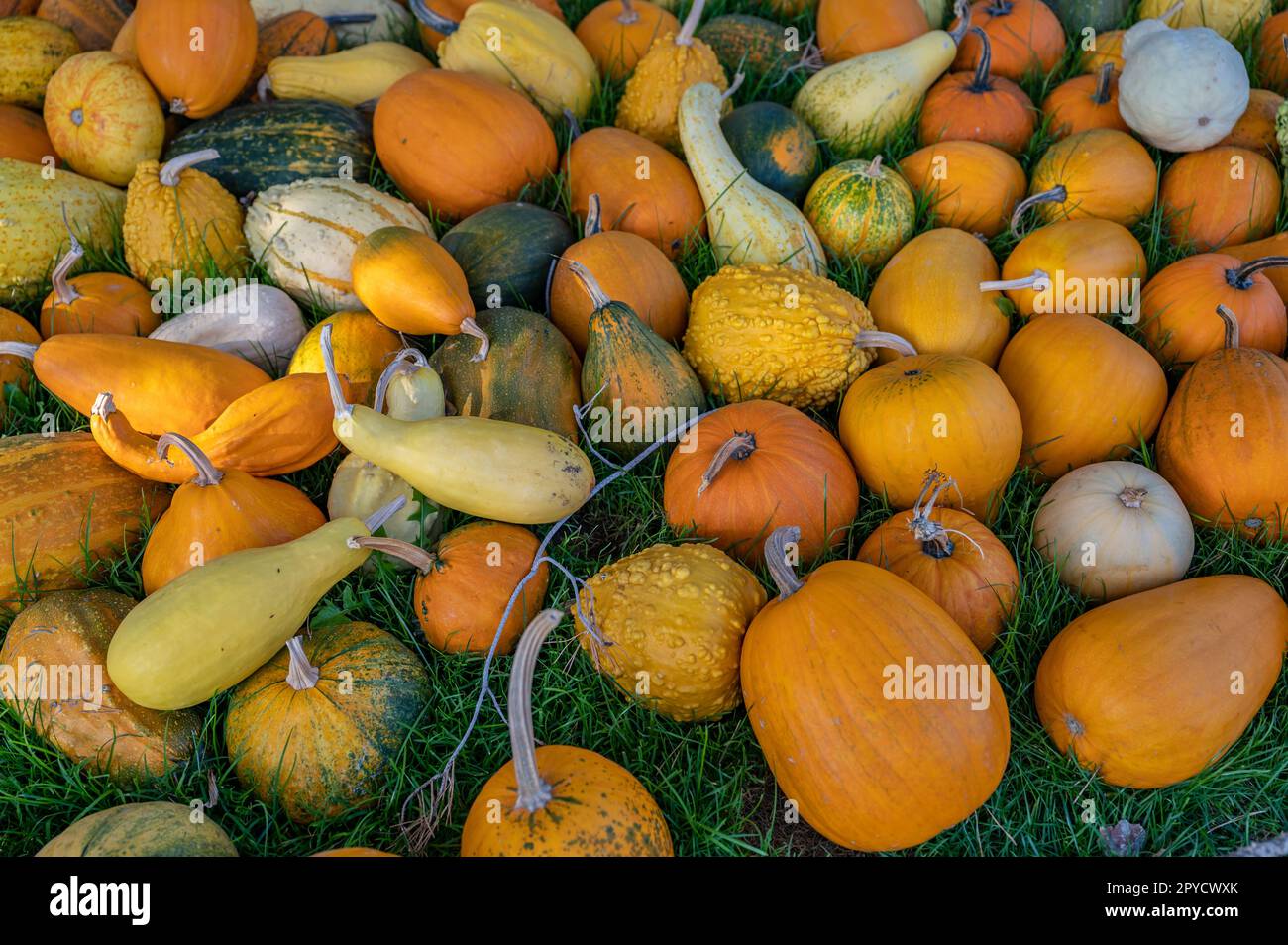 Variazione di diversi colori arancio, giallo e verde, zucca ornamentale rotonda e a forma di uovo sdraiata su un prato, nessuna gente Foto Stock