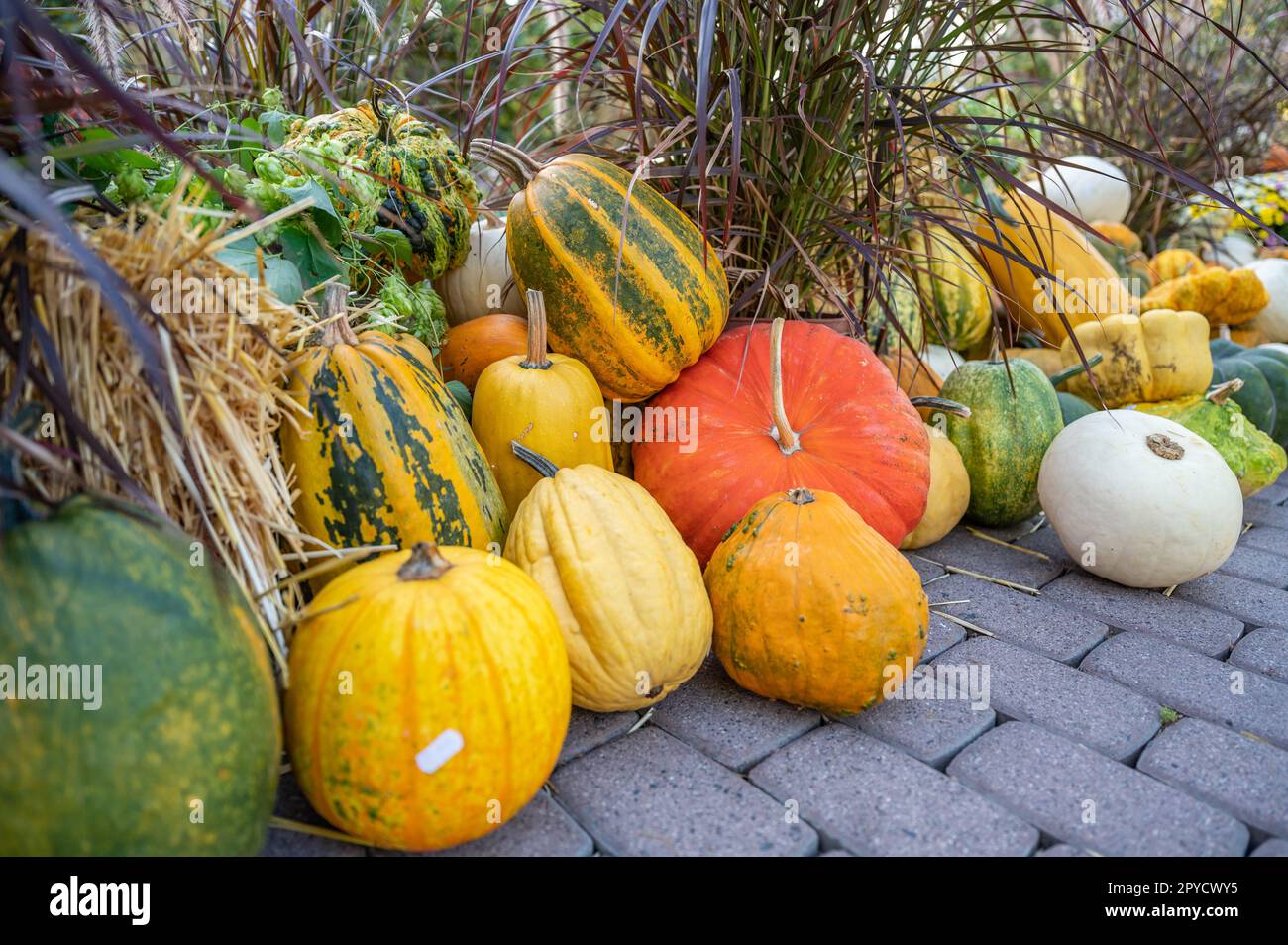 Ancora vita diversa variazione di zucche e zucche ornamentali giacenti sul terreno in una fattoria durante la stagione del raccolto per la vendita Foto Stock