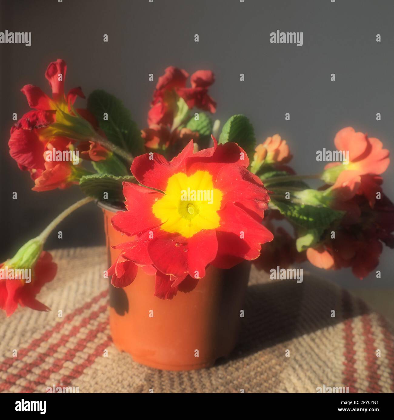 Primrose, un genere di piante della famiglia delle Primulaceae dell'ordine Ericales. La maggior parte delle specie è costituita da erba bassa fiorita. Fiore rosso brillante con un centro giallo. Piantatrice o vaso su sfondo vimini Foto Stock