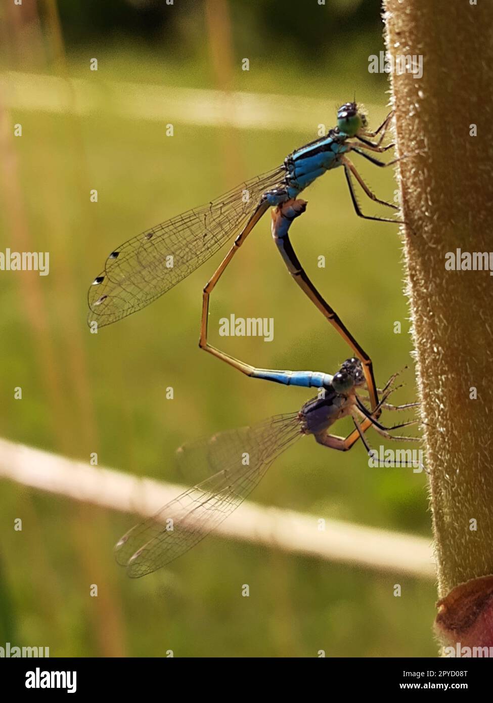 Accoppiamento libellule Foto Stock