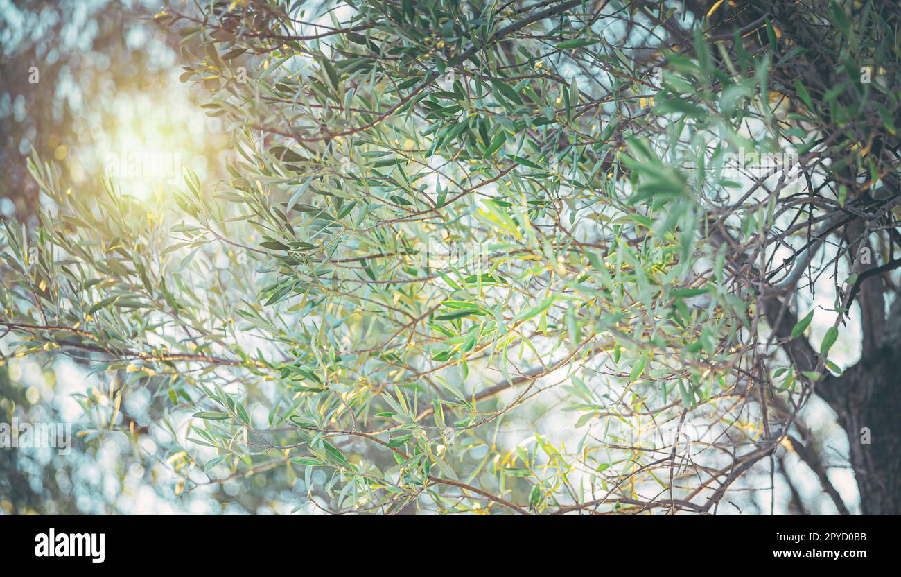 Albero di ulivo dietro con raggi di luce solare Foto Stock