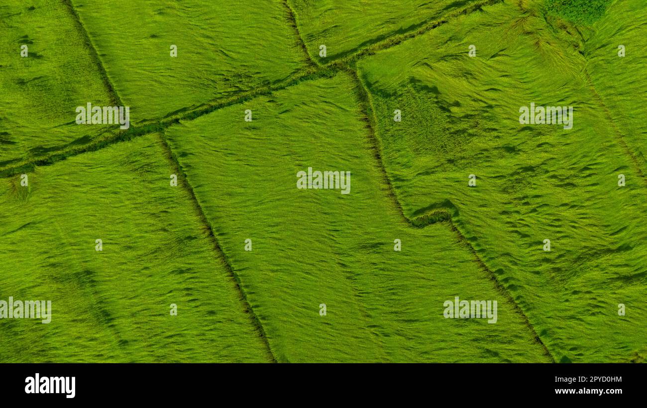 Vista aerea dello sfondo verde della consistenza dei campi di riso. Le piante di riso si piegano verso il basso per coprire il terreno dai venti monsonici. Modello naturale di allevamento di riso verde. Vista superiore del campo agricolo. Bellezza nella natura. Foto Stock