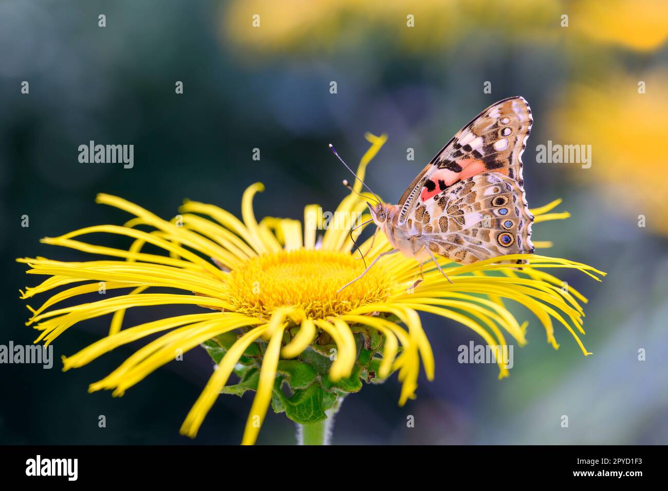 Madonna dipinta o farfalla cosmopolita - Vanessa cardui - riposante su fleabane gigante - Inula magnifica Foto Stock