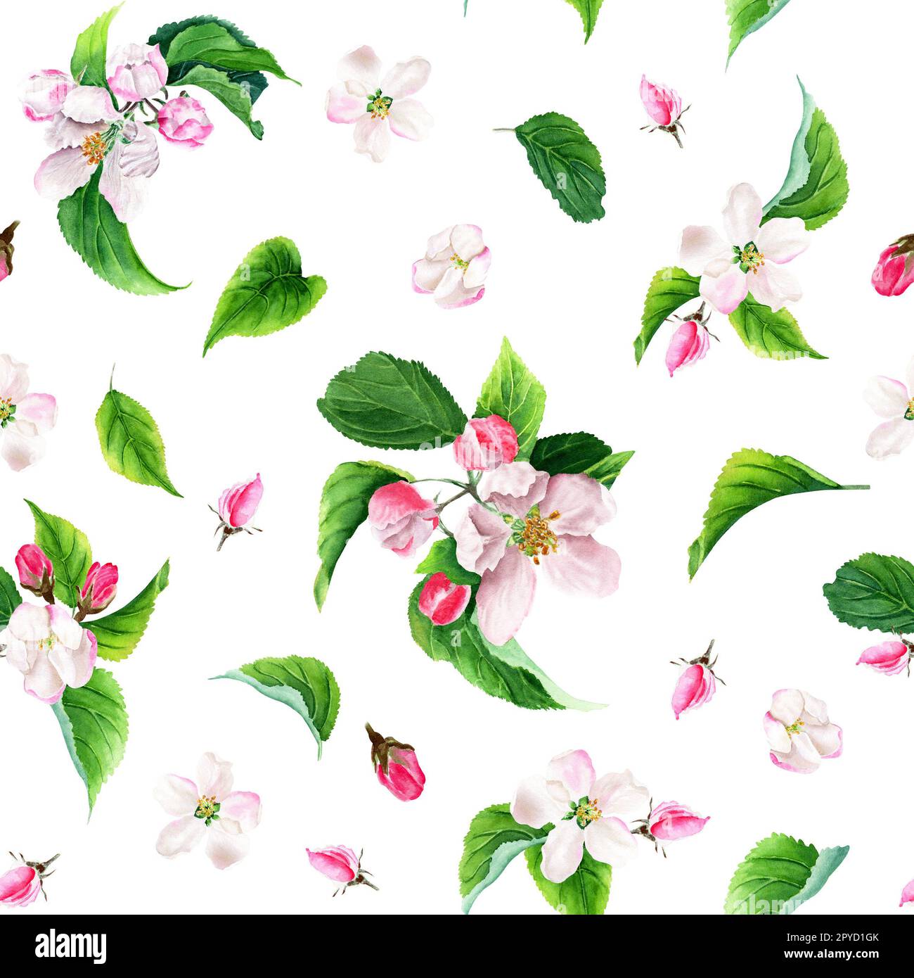 Modello senza cuciture con fiori di mela. Illustrazione acquerello isolata su sfondo bianco. Foto Stock