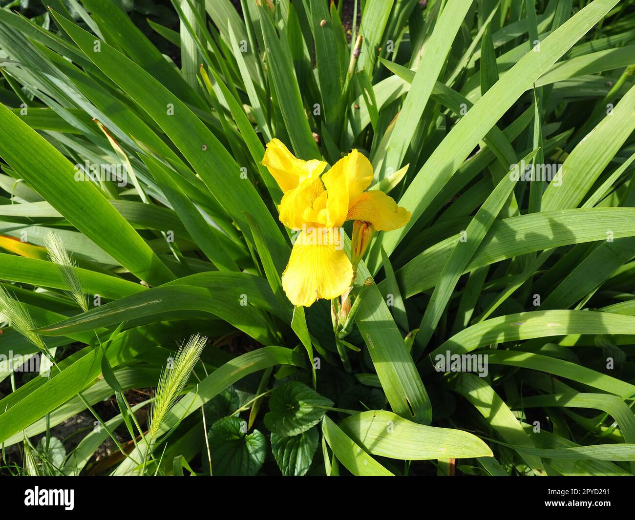 Iris, un genere di piante rizome perenni della famiglia Iris. Un'erba ornamentale con grandi fiori luminosi. Grazioso e delicato fiore di colore giallo con venature arancioni. Foglie verdi sullo sfondo Foto Stock