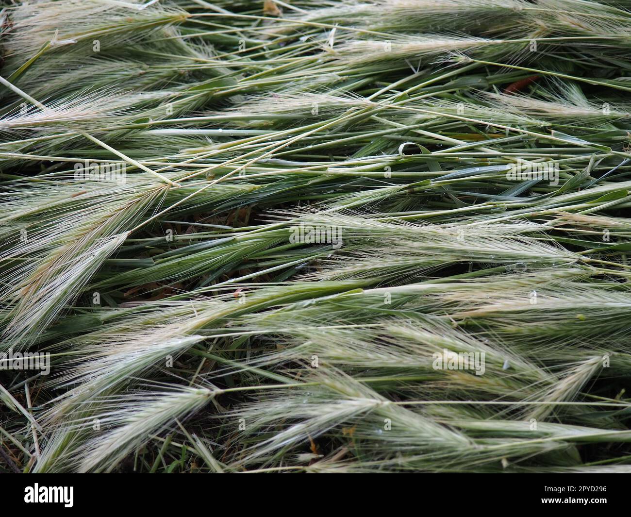 Spighe di grano maturo o di pianta cerealicola. Semi sullo stelo e sull'orecchio. Sfondo naturale e calmo. Perdita di grano, molte spighe di grani maturi si trovano sul terreno dopo vento e pioggia. Stile di vita rustico Foto Stock