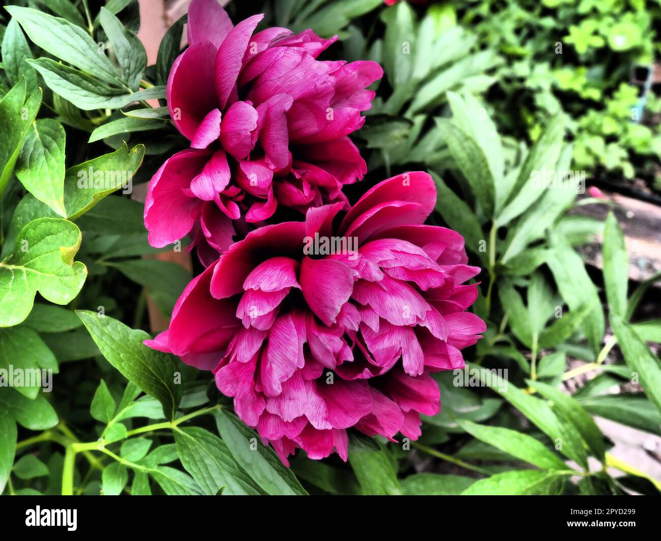 Peonie rosso-rosa. Bellissimi grandi fiori di peonia su uno sfondo di verde fogliame ed erba. Floristica, floricoltura e giardinaggio come hobby Foto Stock