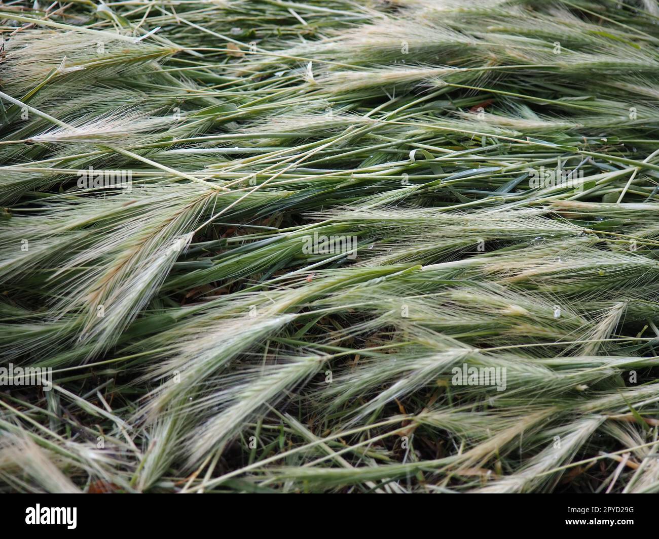 Spighe di grano maturo o di pianta cerealicola. Semi sullo stelo e sull'orecchio. Sfondo naturale e calmo. Perdita di grano, molte spighe di grani maturi si trovano sul terreno dopo vento e pioggia. Stile di vita rustico Foto Stock