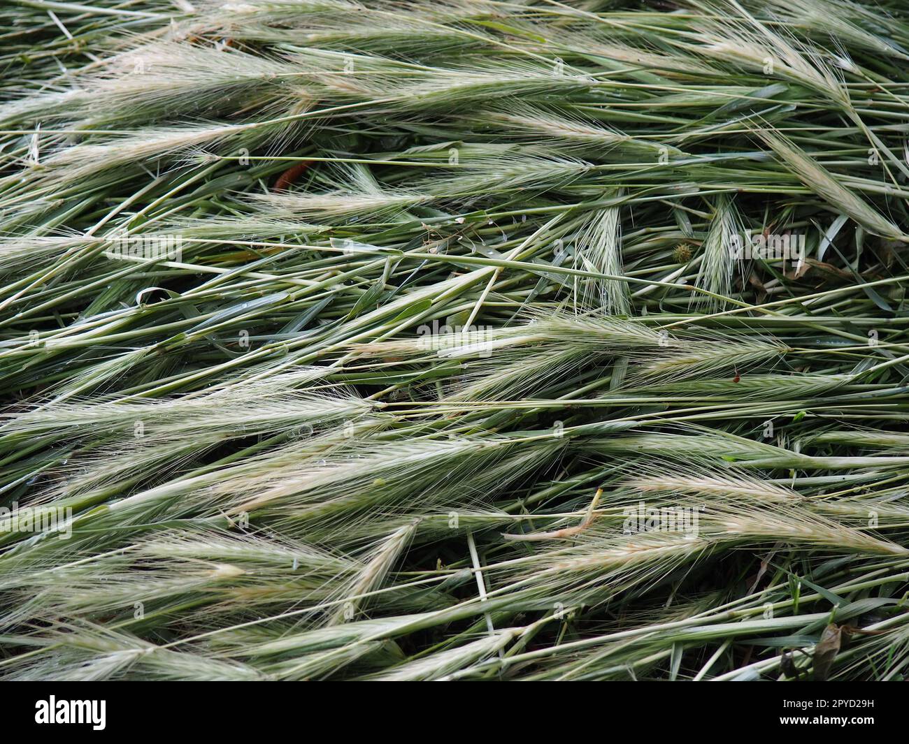 Spighe di grano maturo o di pianta cerealicola. Semi sullo stelo e sull'orecchio. Sfondo naturale e calmo. Perdita di grano, molte spighe di grani maturi si trovano sul terreno dopo vento e pioggia. Stile di vita rustico Foto Stock