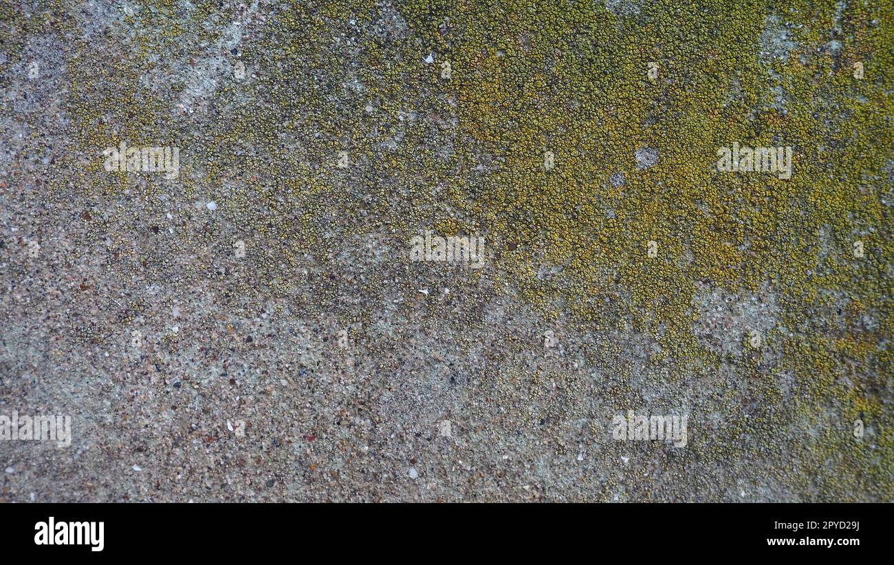 Mossy Old concrete. Muschio verde sulla pietra. Parete in cemento ricoperta di muschio verde e licheni grigi. Clima umido Foto Stock