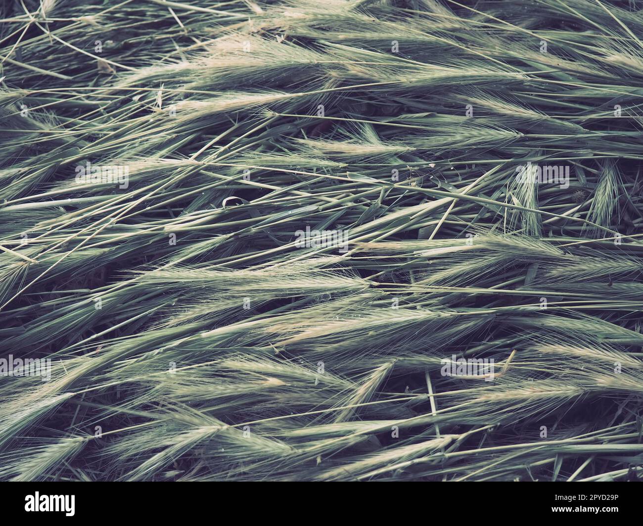 Spighe di grano maturo o di pianta cerealicola. Semi sullo stelo e sull'orecchio. Sfondo naturale e calmo. Perdita di grano, molte spighe di grani maturi si trovano sul terreno dopo vento e pioggia. Stile di vita rustico Foto Stock