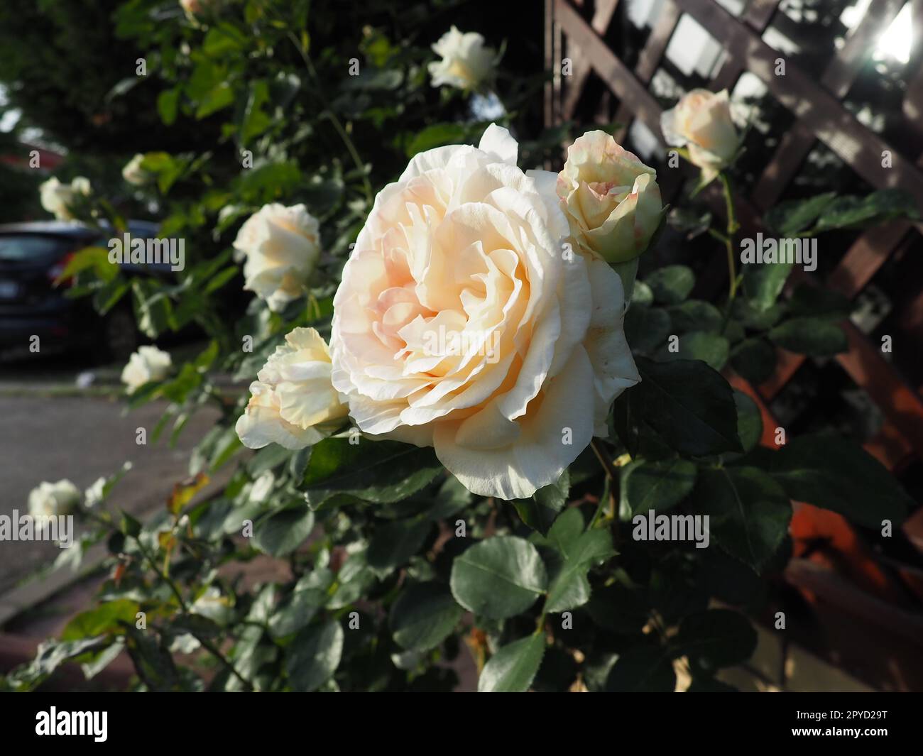 bellissime grandi rose doppie nel giardino sullo sfondo di foglie verdi e un reticolo di legno. Decorazione del giardino, del giardino e del prato. Floricoltura, orticoltura, botanica e agricoltura Foto Stock