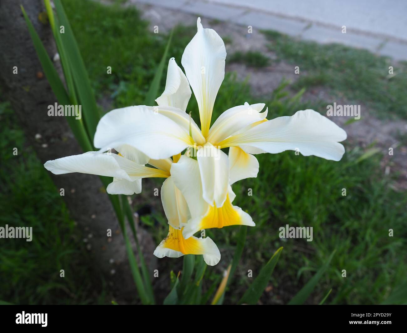 Iris è un genere di piante rizome perenni della famiglia Iris. Un'erba ornamentale con grandi fiori luminosi. Grazioso e delicato fiore di colore bianco con venature gialle. Foglie verdi sullo sfondo Foto Stock