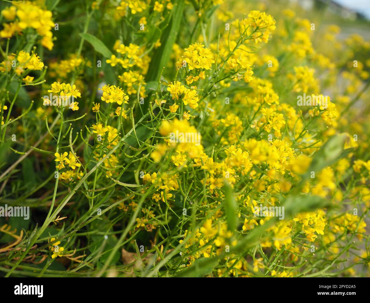 Colza gialla in fiore. La colza Brassica napus è una specie di piante erbacee del genere Cabbage della famiglia Cabbage o Cruciferous Brassicaceae. Importante coltura di semi oleosi Foto Stock