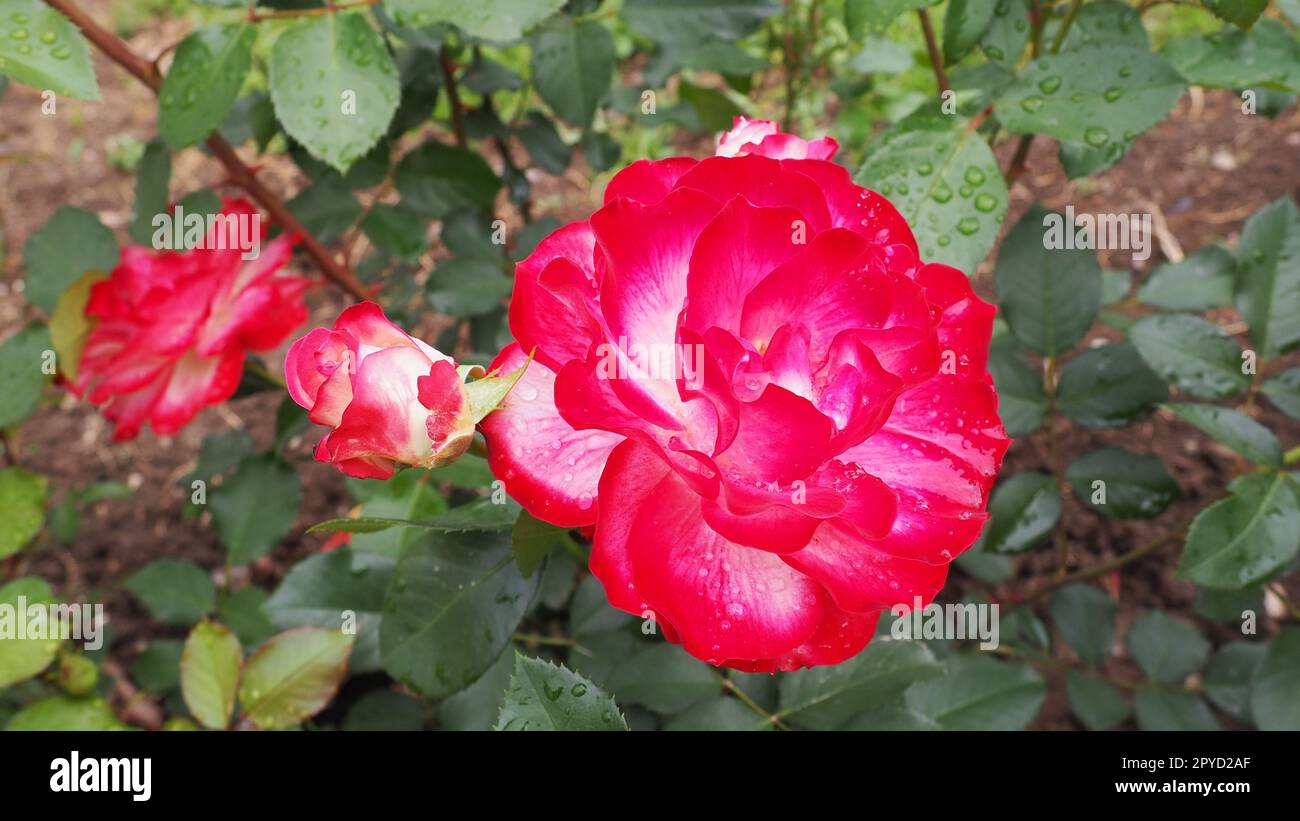 Rosa rouge fresca e romantica in fiore. Rose rosa e cremisi fioriscono in giardino. Petali con gocce d'acqua Foto Stock